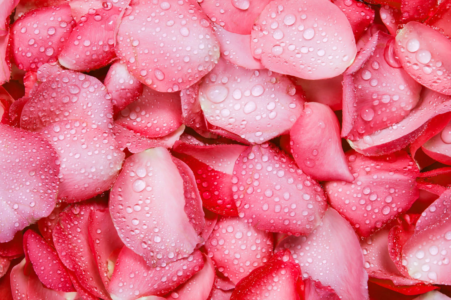 Fragancia Pétalos de rosa gotero de 20ml (para jabón y vela)