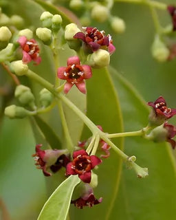 Fragancia Sándalo gotero de 20ml (para jabón y vela)