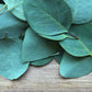 Fragancia Eucalipto gotero de 20ml (para jabón y vela)