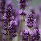 Fragancia Lavanda gotero de 20ml (para jabón y vela)