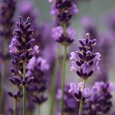 Fragancia Lavanda gotero de 20ml (para jabón y vela)