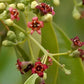 Fragancia Sándalo gotero de 20ml (para jabón y vela)