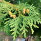 Fragancia White Cedar gotero 30ml (apto para velas)